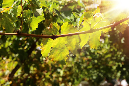 Vineyard landscape with ripe grapes at sun light.
