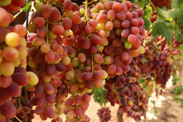 Vineyard landscape with ripe grapes at sunlight.