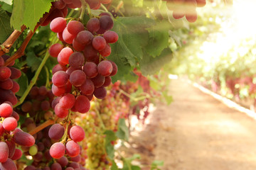 Vineyard landscape with ripe grapes at sunlight.
