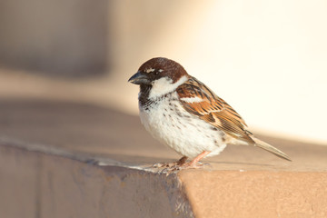 Italian sparrow (Passer italiae). Malta