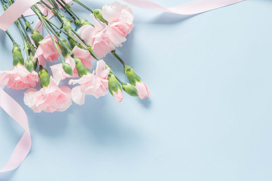 水色を背景にしたピンクのカーネーション Stock Photo Adobe Stock 水色を背景にしたピンクのカーネーション Stock Photo Adobe Stock