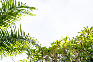 Palm tree leaves and frangipani leaves against sky background. Tropical scenery background.