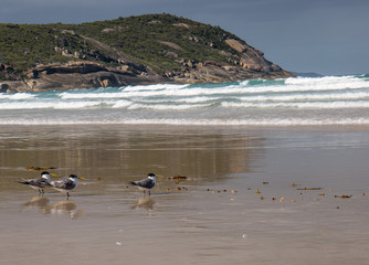 Three terns watching the waves at Squeaky Beach - Wilson's Promontory National Park in Victoria Australia