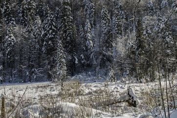 Zimowy las w Bieszczadach 