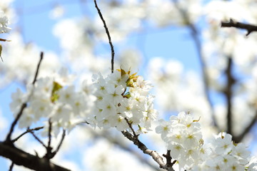 桜の風景
