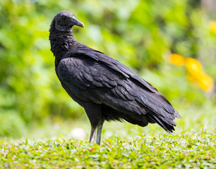 Schwarzer Geier, Costa Rica