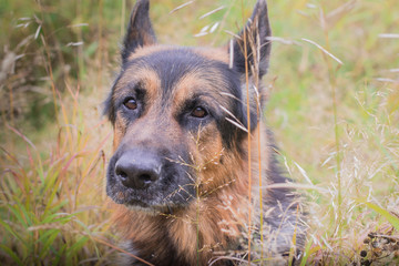 German shepherd dog in sunny autumn