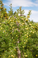 Fototapeta na wymiar Apple garden full of riped green fruits