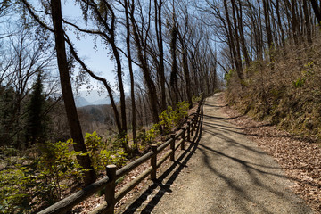 Fototapeta premium 道