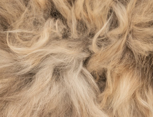 Obraz premium brown wool as background