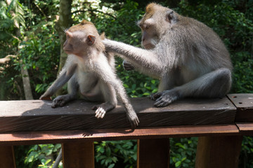 A monkey grooming a younger monkey