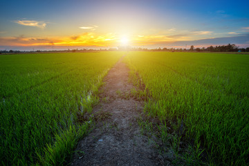 Beautiful green cornfield with sunset sky background.