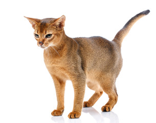 Redhead abyssyn cat on a white