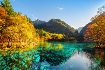 Beautiful view of submerged tree trunks in the Five Flower Lake