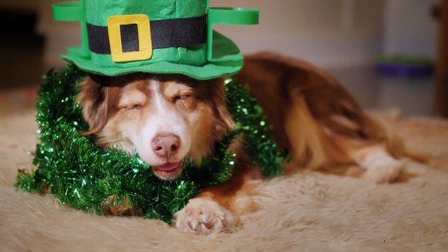Cool dog in a green hat. Meet St. Patrick's Day