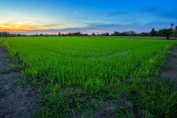 Beautiful green cornfield with sunset sky background.