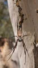Female Orb Spider in her web