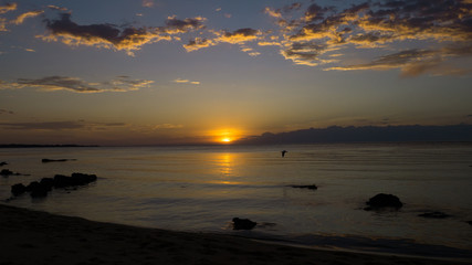 Bird flying at sunset