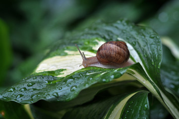 Snail in the garden after the rain on the green leaf.