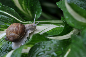 Snail in the garden after the rain on the green leaf.