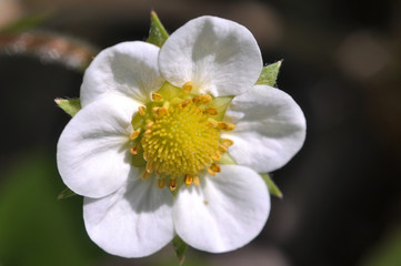 A flower of a strawberry in the sun. Macro.