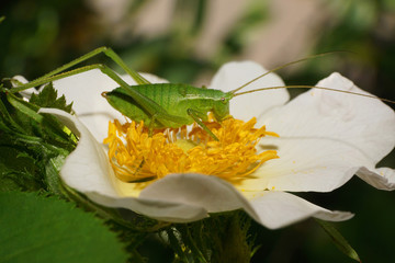 Close-up of a long-haired Caucasian grasshopper Tettigonia on a dogrose