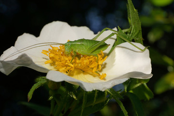 Macro of a green Caucasian grasshopper Tettigonia on a dogrose