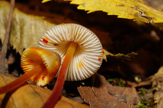 Close-up view from below of small Caucasian mycena haematopus mushrooms Mycena haematopus