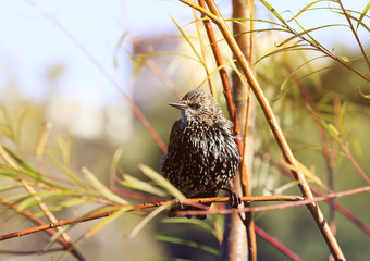 bird black Starling flew on a branch in the Park in early spring