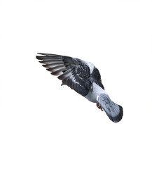  flying city bird dove landing on a white isolated background