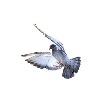 urban bird dove flying and landing on a white isolated background