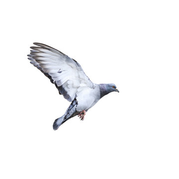 urban  dove flying and landing on a white isolated background