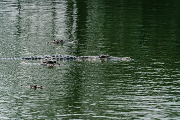 crocodile in the river
