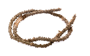 Tinospora cordifolia herb isolated on white background.