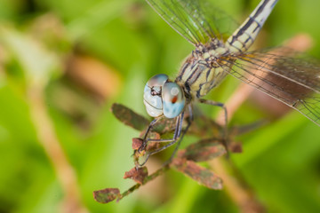  dragonfly on green Grass