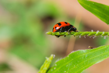 Obraz premium ladybug on green leaf.