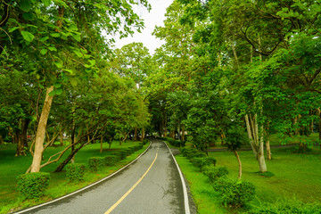 Obraz premium The way in the park with tree for exercise and relax