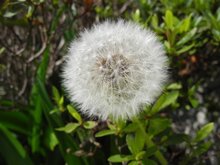 タンポポの綿毛