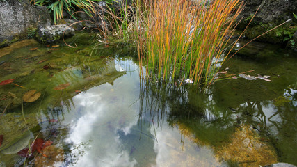 Small pond in the garden