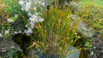 Small pond in the garden