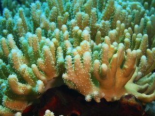 Soft coral