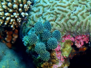 Sea squirt