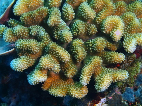 Stone coral