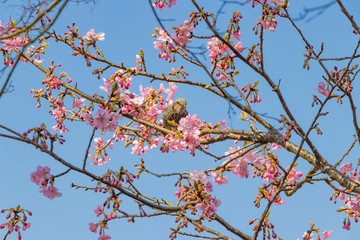 桜とヒヨドリのいる風景