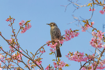 桜とヒヨドリのいる風景