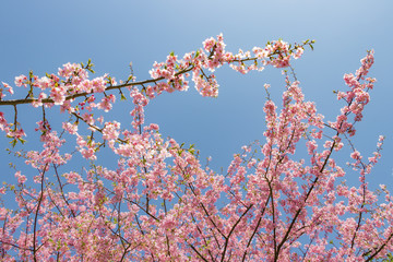 美しいピンクの桜