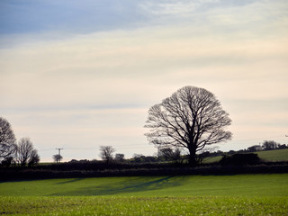 The bare branches of a tree in an open field on sunny farmland in winter, England UK.