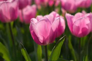 Amazing pink tulips with soft petals on natural floral background. Symbol of love and short term beauty.