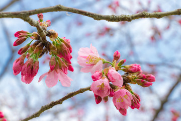 桜のあるビジネス街の公園