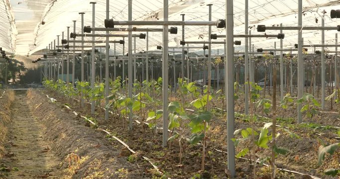 New grape fruit farm